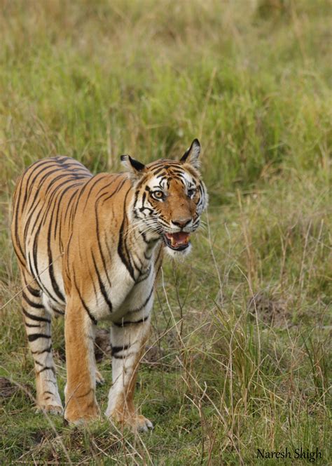 Famous Tigers In Bandhavgarh Best Bandhavgarh Safari