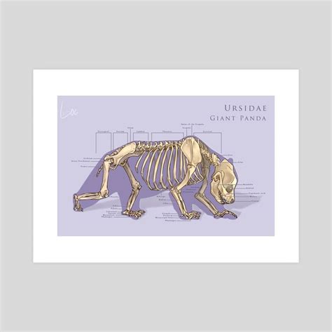 Panda Skeleton Chart An Art Print By Roselyne Lougnon Art Prints