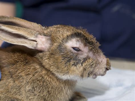 Best Information About Rabbit Diseases And Treatment