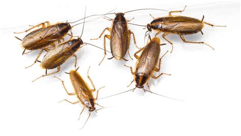 Three Types Of Cockroaches In Colorado Noco Pest And Wildlife Control