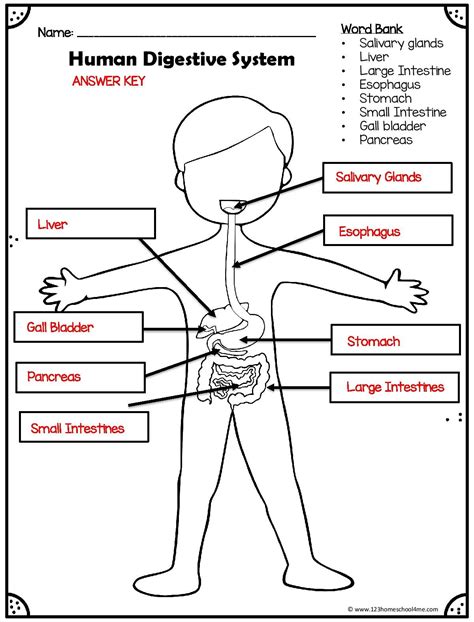 Digestive System Coloring Page For Kids