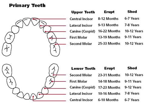 38 Printable Baby Teeth Charts And Timelines Template Lab