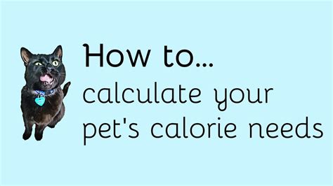 How To Calculate Your Pet S Calorie Needs Youtube