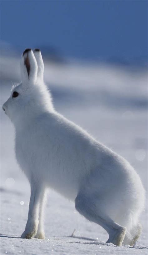 Arctic Hare Walking On Snow