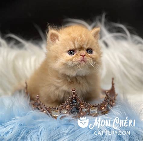 Characteristics Exotic Longhair Kittens Or Persian Kittens
