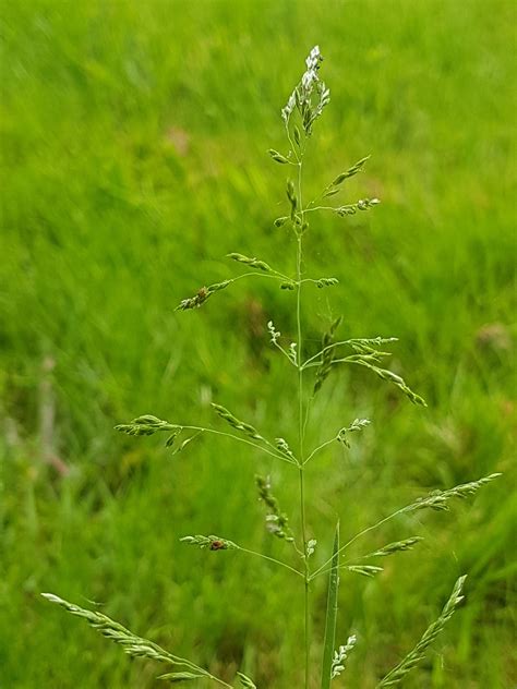 Meadow Fescue Fescue Grass Herbs