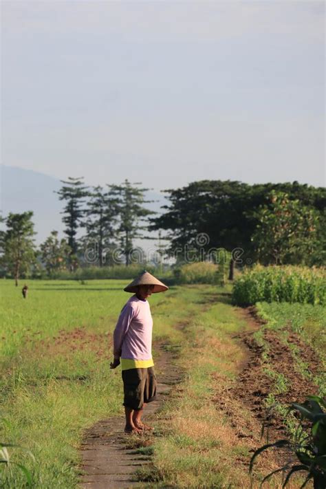 A Serene Rural Landscape Of Farms Editorial Stock Image Image Of Land