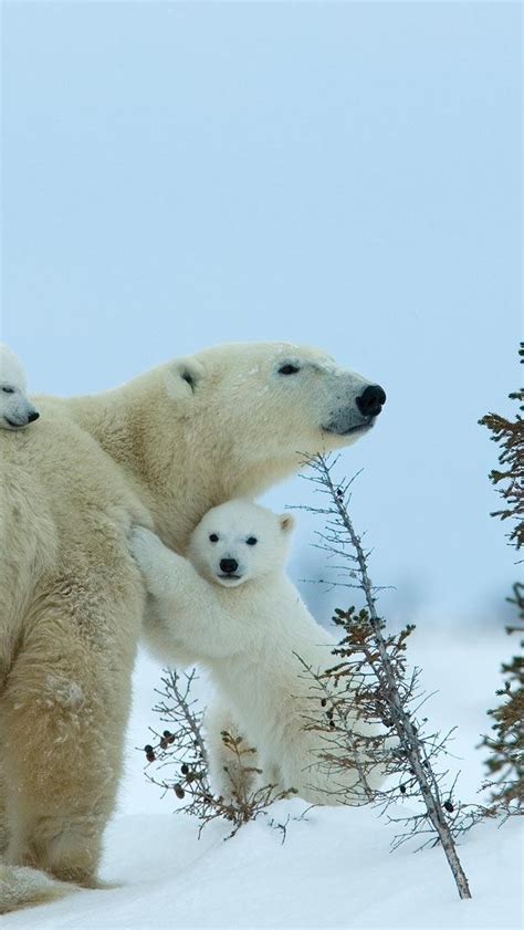 Bing Hd Wallpaper Nov 18 2023 Polar Bear Season In Manitoba Bing