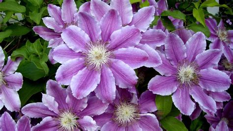 It dies to the ground each winter but puts on an amazing growth spurt each spring climbing up to 10 feet high. Download Wallpaper 1920x1080 clematis, flowers, colorful ...
