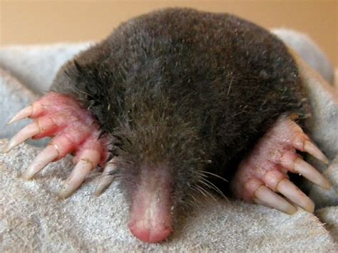 Facts About Moles Live Science