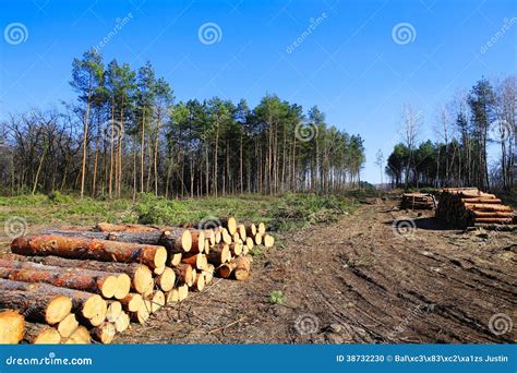 Forest Clearing Pile Of Logs Laid Stock Photo Image Of Natural
