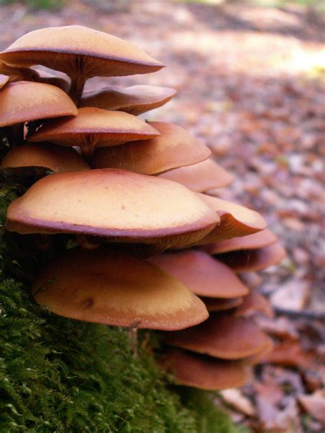 Free Images Nature Forest Leaf Autumn Close Up Fungus Mushrooms