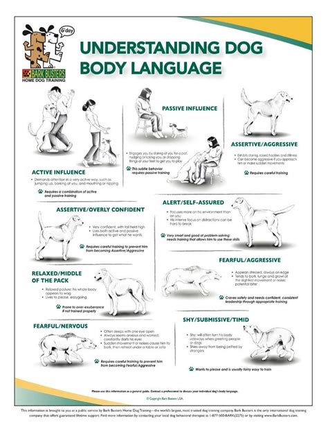 Dog Body Language Dog Behavior Training Dog Body Language Ears