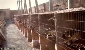 Inside Chinese Fur Farms Which Breed Raccoon Dogs To Make Coats For
