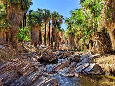 Stream In Palm Oasis Palm Canyon Indian Canyons Palm Springs California 2 Palm Springs Hiking