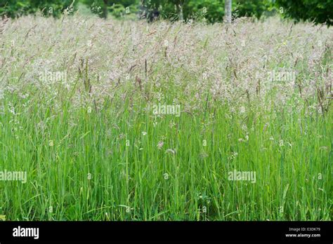 Long Meadow Grass Going To Seed In The English Countryside Stock Photo