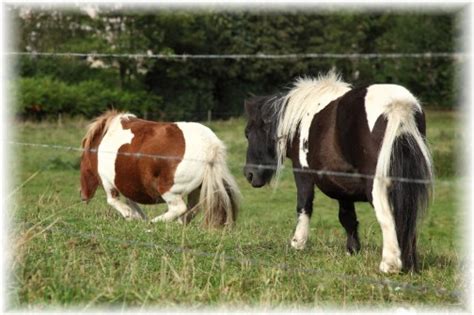 The symptoms are similar to the foodborne botulism, but may take up to 2 weeks to appear. Botulisme bij paarden - Paardenwaarden