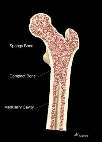 Cross section of a femur bone showing the anatomical structure including cancellous bone and marrow. human bone marrow anatomy - Google Search | Bone marrow ...