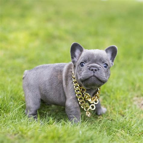 French Bulldog Coat Colors In Depth Nw Frenchies — Northwest Frenchies