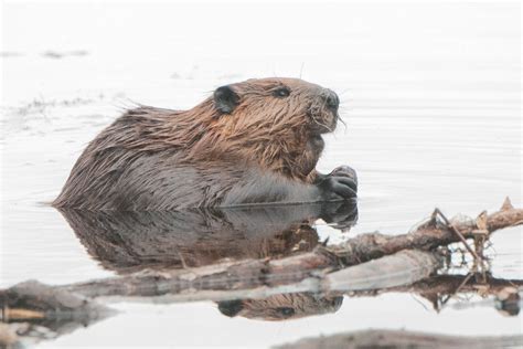 The American Beaver Frenchman Bay Conservancy