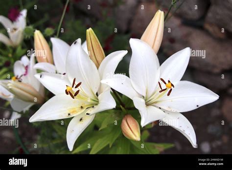 Lilium Mont Blanc Asiatic Lily Stock Photo Alamy