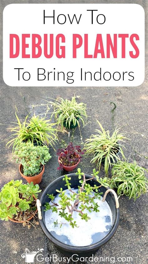 Most common indoor plant pests 1. How To Get Rid Of Bugs In Potting Soil | Tyres2c