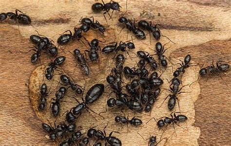 Homemade remedies for carpenter ants. What Does Carpenter Ant Damage Look Like?