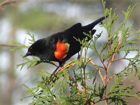 A Red Winged Blackbird Perched On A Tree Smithsonian Photo Contest