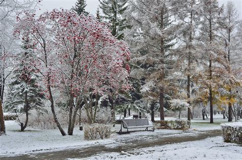 First Snow In A City Park Stock Image Image Of Beauty 61518517