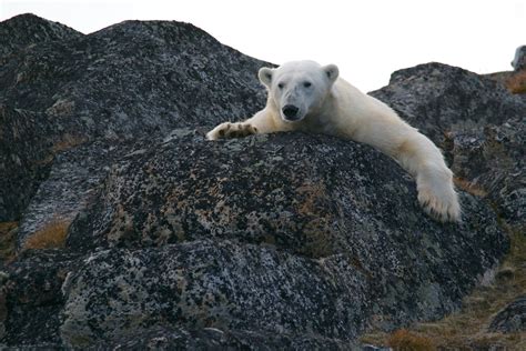 Free Images Rock Animal Mammal Polar Bear White Bear Vertebrate