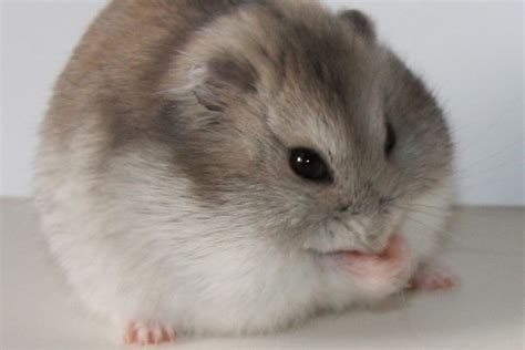 Pin By Awright On Hamster Hamster Breeds Cute Hamsters Dwarf Hamster