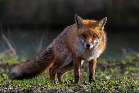 25 Animales De España Especies Endémicas Y Típicas Del País Con Fotos