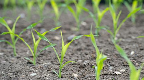 How To Grow Sweet Corn A Guide To Planting Corn On The Cob Gardeningetc