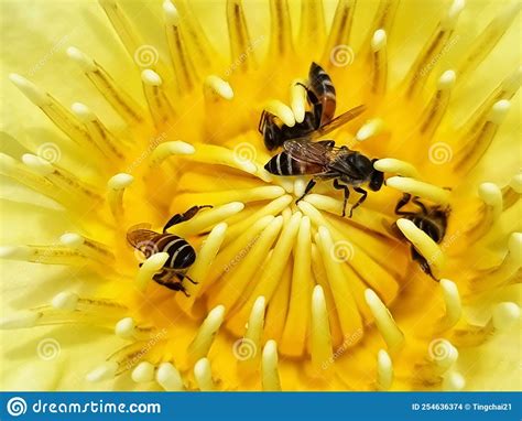 Honey Bees Pollinate At The Pollen Of Yellow Water Lily Stock Photo