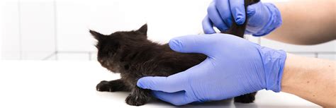 How To Treat A Cat Tail Injury Properly My Pet Needs That