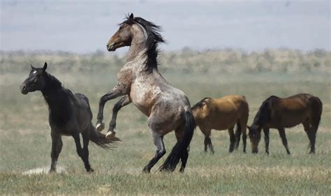 Bureau Of Land Management To Host Wild Horse Adoption Event In Utah