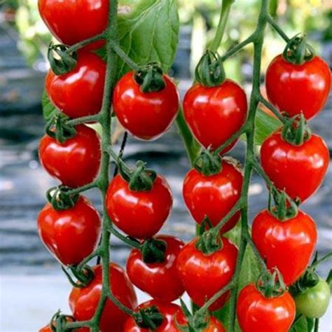 5 Benih Tomat Cherry MERAH F1 KNOWN YOU SEED Bibit Tanaman Sayur Buah