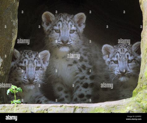 Three Very Rare Snow Leopard Cubs See Daylight For The First Time As