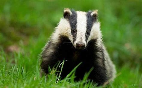 Badger Cull Extended Across Country If We Win Election Tories Say