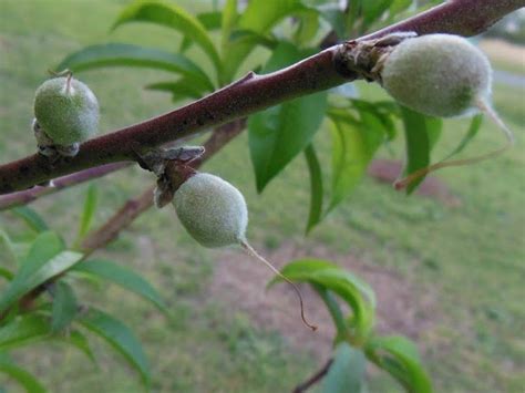 Peach Trees First Fruit Remove Or Not Remove Summers Acres