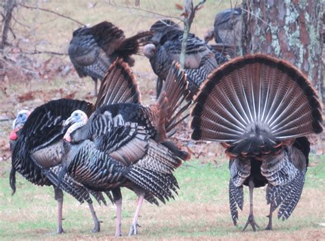 Wild Florida Turkeys By Janis Holte Pavlatos