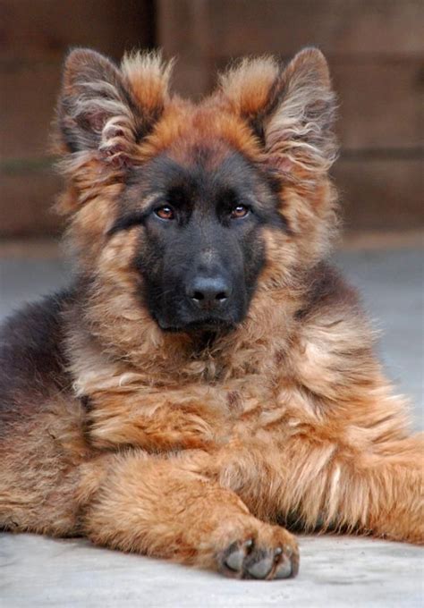 Long Haired Black German Shepherd Puppies Designbagssmall