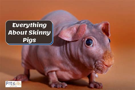 Skinny Pigs Hairless Cavies Facts Care And More W Pictures