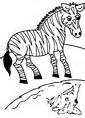 Zebra - Animals Town