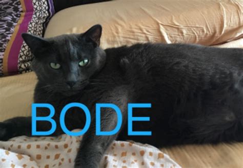 “bode” Is The New Tumblr Meme Celebrating Chubby Cats And Its Just