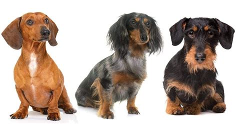 Why Were Dachshunds Originally Bred Dachshunds Were Initially Bred To