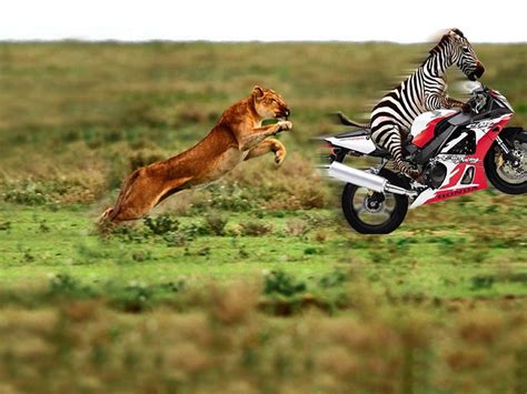 Funny Zebra Funny And Cute Animals