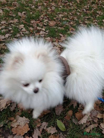 2 Pomeranians Puppies For Sale Brentwood Pets4homes