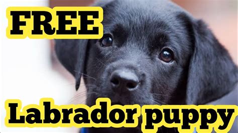 If you are unable to find your companion in our dogs for adoption sections, please consider looking thru the directory of. FREE ! labrador puppy for free adoption - YouTube