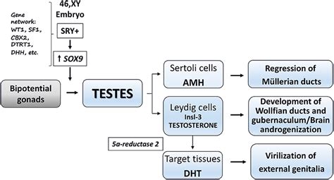 Frontiers Disordersdifferences Of Sex Development Presenting In The Newborn With 46xy Karyotype